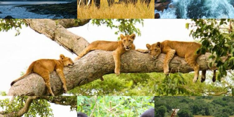 Uganda, My Motherland: Where Every Journey Feels Like a Discovery