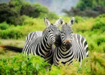 Uganda: My Motherland – A Tourism Gem in Africa