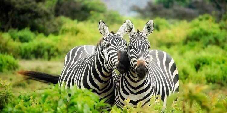 Uganda: My Motherland – A Tourism Gem in Africa