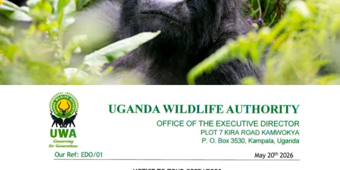 UWA Eases Gorilla Permit Rules, Allows Free Rescheduling Amid Ebola Concerns in DRC