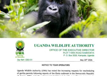 UWA Eases Gorilla Permit Rules, Allows Free Rescheduling Amid Ebola Concerns in DRC