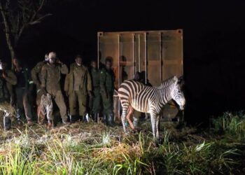 Zebras Return to Ajai Reserve as UWA Deepens Wildlife Restoration and Tourism Revival Drive