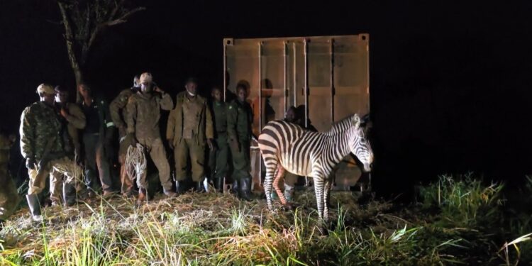 Zebras Return to Ajai Reserve as UWA Deepens Wildlife Restoration and Tourism Revival Drive