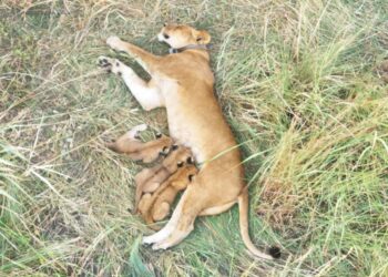 Three Lion Cubs Born in Queen Elizabeth Park as UWA Conservation Efforts Bear Fruit