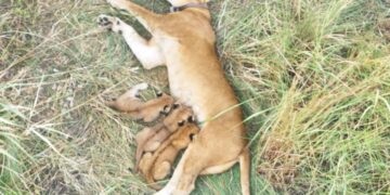 Three Lion Cubs Born in Queen Elizabeth Park as UWA Conservation Efforts Bear Fruit