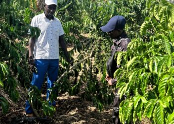 From Survival to Growth: How PDM is Reshaping Livelihoods in Mubende District