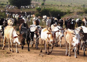 Government Begins Compensation for Livestock Losses in Acholi, Lango and Teso