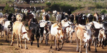 Government Begins Compensation for Livestock Losses in Acholi, Lango and Teso