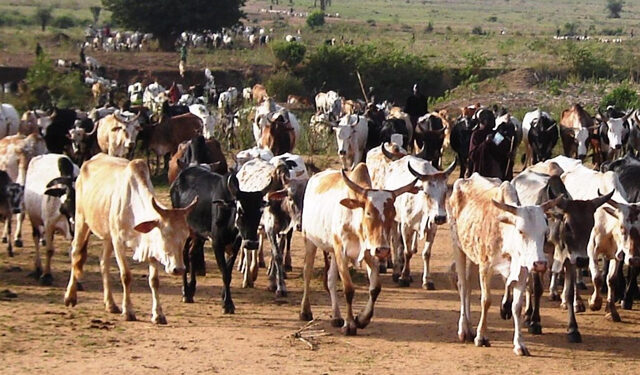 Government Begins Compensation for Livestock Losses in Acholi, Lango and Teso