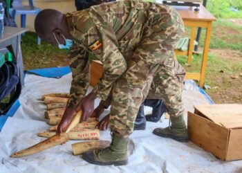 UWA Takes Custody of Ivory, Pangolin Scale and Rhino Horn Haul Seized at Entebbe Airport