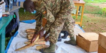 UWA Takes Custody of Ivory, Pangolin Scale and Rhino Horn Haul Seized at Entebbe Airport