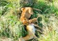 Hope Roars Again: UWA Celebrates New Lion Cub in Ishasha Sector