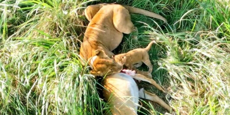 Hope Roars Again: UWA Celebrates New Lion Cub in Ishasha Sector