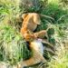Hope Roars Again: UWA Celebrates New Lion Cub in Ishasha Sector
