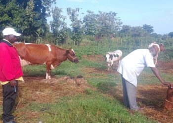 ONC Monitoring Highlights Rising Household Incomes and Business Growth Among Ngora PDM Beneficiaries
