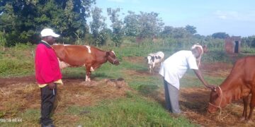 ONC Monitoring Highlights Rising Household Incomes and Business Growth Among Ngora PDM Beneficiaries
