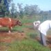ONC Monitoring Highlights Rising Household Incomes and Business Growth Among Ngora PDM Beneficiaries