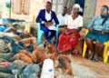 ONC PDM Monitoring Highlights Success: UGX 1 Million Transforms Poultry Enterprise in Kaliro District