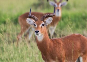 UWA, AWF Partner in Shs78.8 Billion Conservation Drive for Kidepo Valley National Park