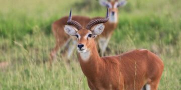UWA, AWF Partner in Shs78.8 Billion Conservation Drive for Kidepo Valley National Park
