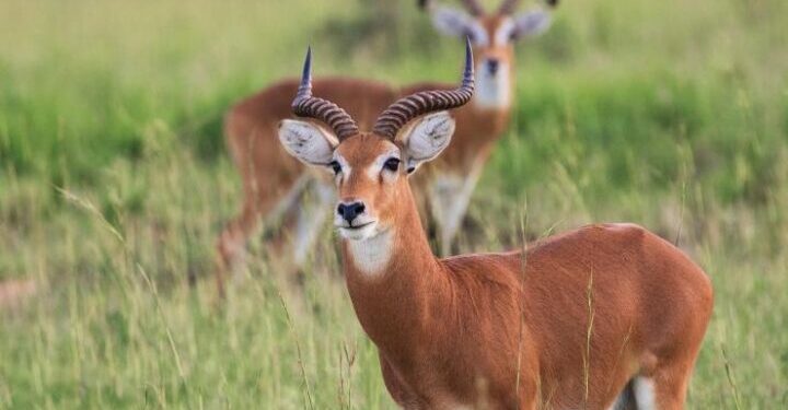 UWA, AWF Partner in Shs78.8 Billion Conservation Drive for Kidepo Valley National Park