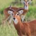 UWA, AWF Partner in Shs78.8 Billion Conservation Drive for Kidepo Valley National Park