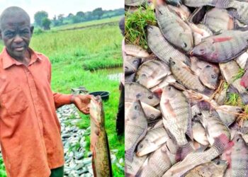ONC Monitoring: Namutumba Farmer Turns Shs1m PDM Funding into Shs6.3m Fish Farming Enterprise