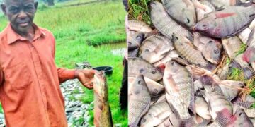 ONC Monitoring: Namutumba Farmer Turns Shs1m PDM Funding into Shs6.3m Fish Farming Enterprise