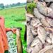 ONC Monitoring: Namutumba Farmer Turns Shs1m PDM Funding into Shs6.3m Fish Farming Enterprise