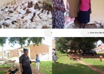 ONC Monitoring Reveals Rising Incomes and Enterprise Growth Among Soroti PDM Beneficiaries