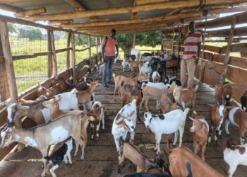ONC Highlights PDM Success as Kapelebyong Beneficiary Expands Goat Enterprise from 7 to 50
