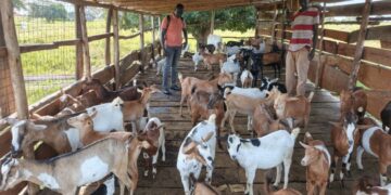 ONC Highlights PDM Success as Kapelebyong Beneficiary Expands Goat Enterprise from 7 to 50