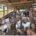 ONC Highlights PDM Success as Kapelebyong Beneficiary Expands Goat Enterprise from 7 to 50