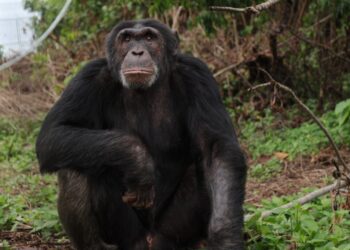 Ngamba Island Mourns Iconic 28-Year-Old Chimpanzee Asega After Fatal Head Injury