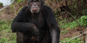 Ngamba Island Mourns Iconic 28-Year-Old Chimpanzee Asega After Fatal Head Injury