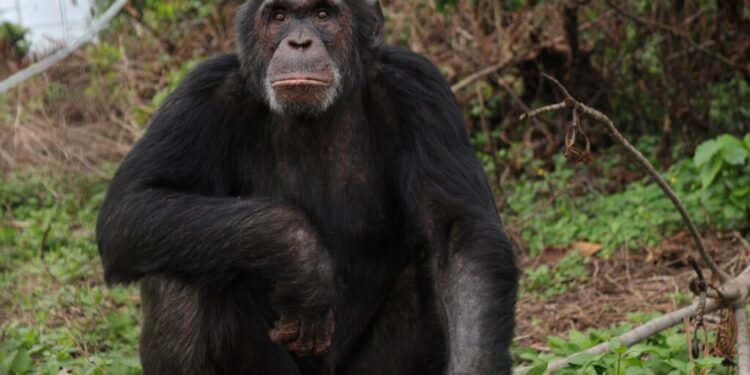 Ngamba Island Mourns Iconic 28-Year-Old Chimpanzee Asega After Fatal Head Injury