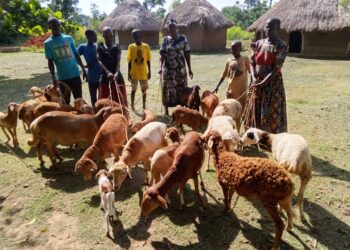 ONC Monitoring in Serere Shows PDM Boosting Incomes as Beneficiaries Expand Enterprises