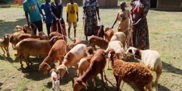 ONC Monitoring in Serere Shows PDM Boosting Incomes as Beneficiaries Expand Enterprises