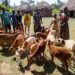 ONC Monitoring in Serere Shows PDM Boosting Incomes as Beneficiaries Expand Enterprises