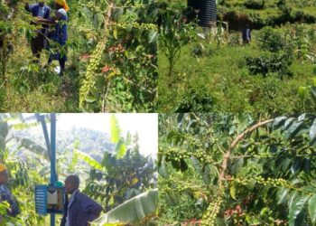 PDM-Funded Irrigation Investment Boosts Coffee Production for Rukiga Farmer