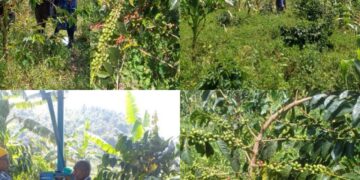 PDM-Funded Irrigation Investment Boosts Coffee Production for Rukiga Farmer