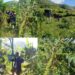 PDM-Funded Irrigation Investment Boosts Coffee Production for Rukiga Farmer