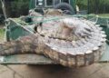 UWA Relocates Man-Eating Crocodile from Kitagwenda, Bringing Relief to Lake George Communities