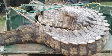 UWA Relocates Man-Eating Crocodile from Kitagwenda, Bringing Relief to Lake George Communities