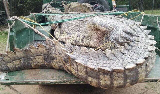 UWA Relocates Man-Eating Crocodile from Kitagwenda, Bringing Relief to Lake George Communities