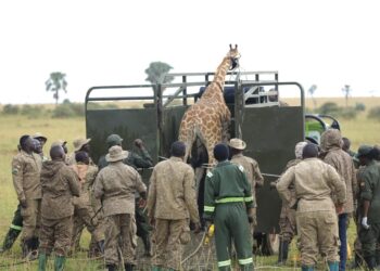 UWA Moves Endangered Nubian Giraffes to Ajai Reserve in Conservation Push
