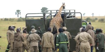UWA Moves Endangered Nubian Giraffes to Ajai Reserve in Conservation Push