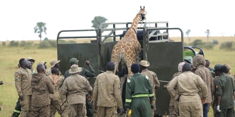 UWA Moves Endangered Nubian Giraffes to Ajai Reserve in Conservation Push
