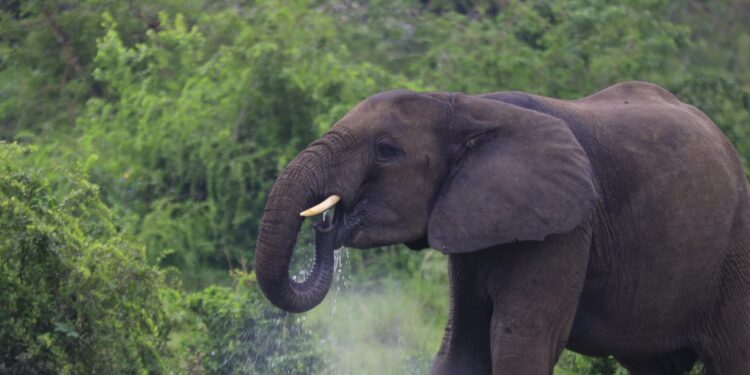 UWA Begins Electric Fencing of National Parks to Tackle Human-Wildlife Conflict