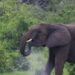 UWA Begins Electric Fencing of National Parks to Tackle Human-Wildlife Conflict